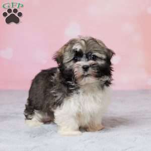 Ruff, Havanese Puppy